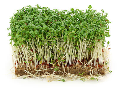 Cresson alénois (Lepidium sativum) Lexique des plantes Plantes